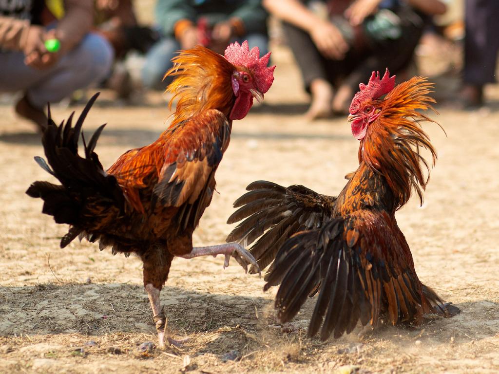 Đá gà trực tiếp Campuchia